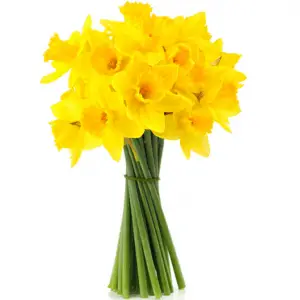 free-bag-daffodil-flowers